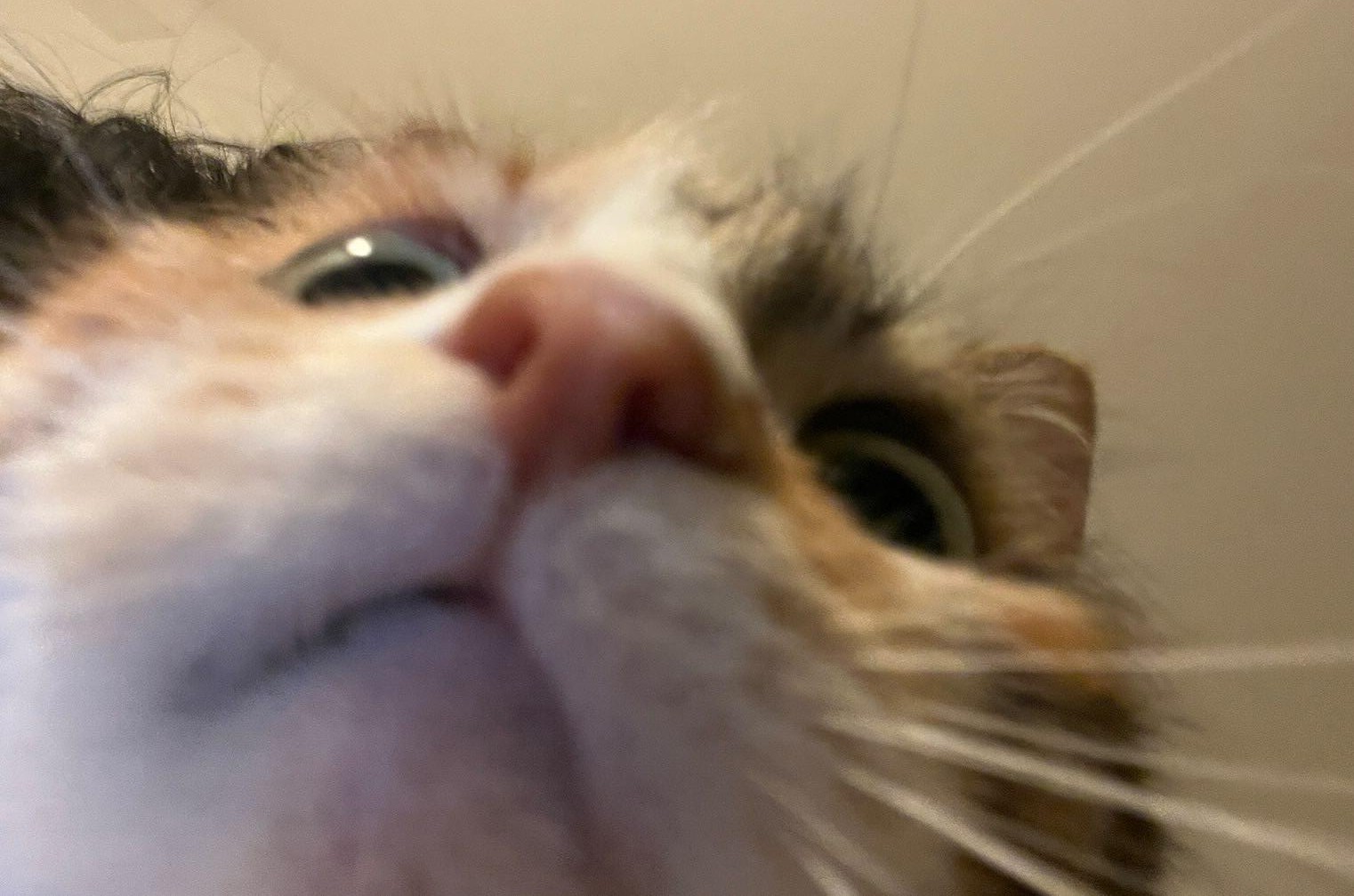 Agatha