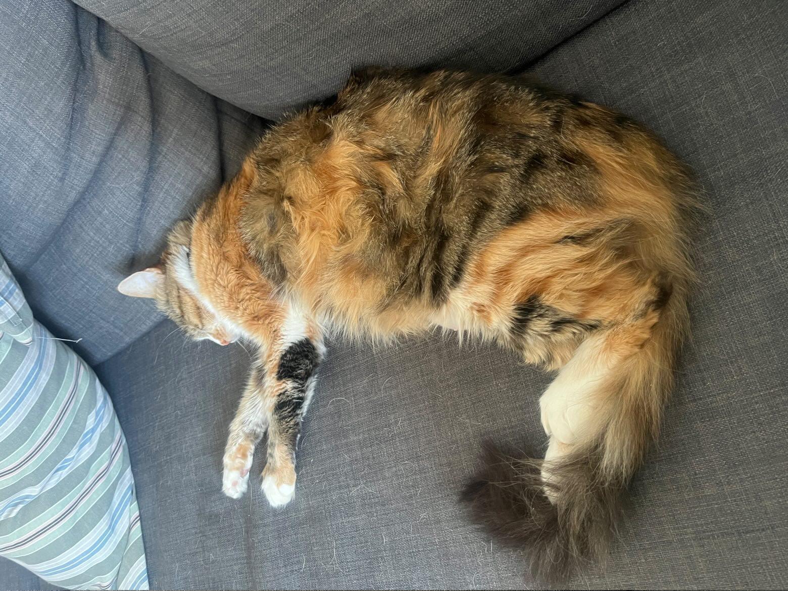 Agatha sul divano